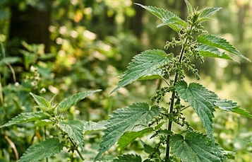 Kiedy nie wolno pić herbaty z pokrzywy?